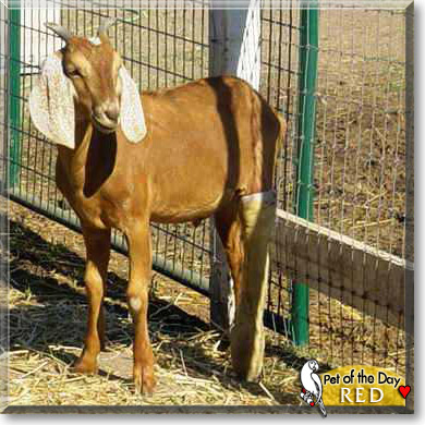 Red, the Pet of the Day