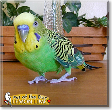 Lemon-Lime, the Pet of the Day
