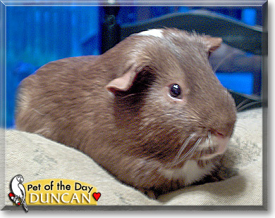 Duncan, the Pet of the Day