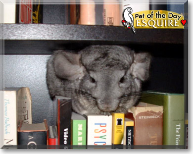 Esquire, the Pet of the Day
