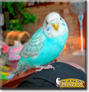 Princess, the Pet of the Day Princess, the Pet of the Day