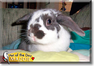 Maddie, the Pet of the Day