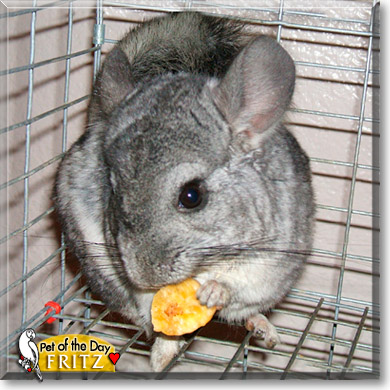 Fritz, the Pet of the Day Fritz, the Pet of the Day