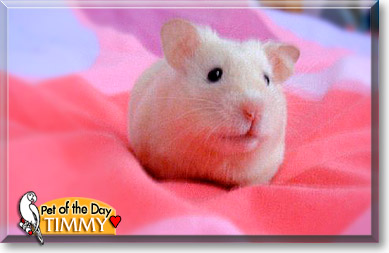 Timmy, the Pet of the Day