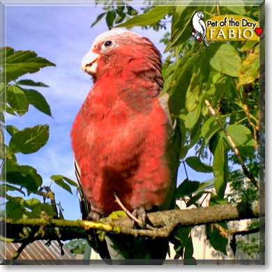 Fabio, the Pet of the Day Fabio, the Pet of the Day