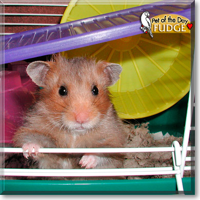 Fudge, the Pet of the Day