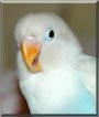Jude the White Fischer Lovebird