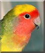 Tommy the Lovebird
