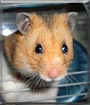 Frank the Hamster