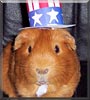 Peanut the American Guinea Pig