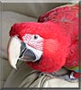 Jasper the Green Winged Macaw