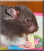 Betsylou the Panda Hamster