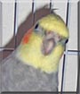 Lilly the Cockatiel