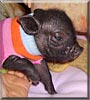 Wilbur the Pot bellied Pig