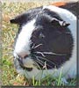 Emily the Guinea Pig