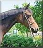 Juliet the Welsh, Thoroughbred Horse