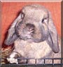 Thumper the Holland Lop Rabbit
