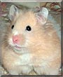 Cinnamon the Syrian Hamster