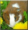 Bongo the Guinea Pig