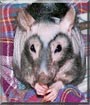 Roo the Double Rex Rat