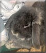 Dumpling the Lop Rabbit