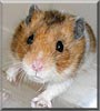 Timothy the Syrian hamster