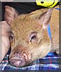 Stanley the Potbelly Pig