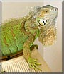 LaQuita the Green Iguana