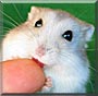 Coconut Jr. the Dwarf, Syrian mix
