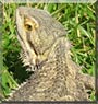 Bandit the Bearded Dragon