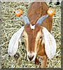 Red the Nubian Goat