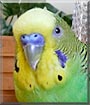 Lemon Lime the Parakeet