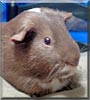 Duncan the American Silkie Guinea Pig