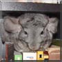 Esquire the Standard Chinchilla