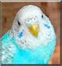 Princess the Budgie