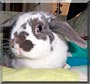 Maddie the Holland Lop Rabbit