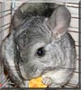 Fritz the Grey Chinchilla