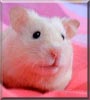 Timmy the Syrian Hamster