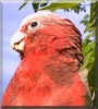 Fabio the Cockatoo