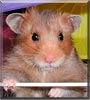 Fudge the Satin Hamster