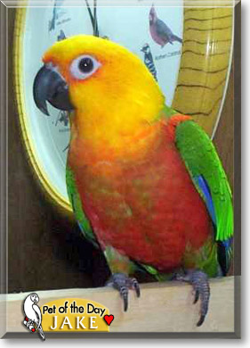 Jake, the Pet of the Day Laya, the Pet of the Day