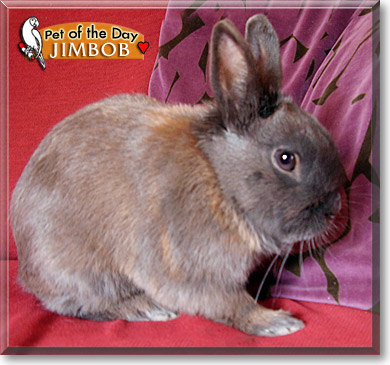 Jimbob, the Pet of the Day Jimbob, the Pet of the Day