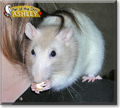 Ashley, the Pet of the Day Ashley, the Pet of the Day