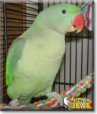 Jewl, the Pet of the Day