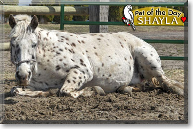 Shayla, the Pet of the Day Shayla, the Pet of the Day