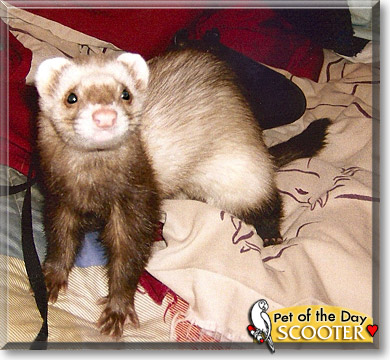 Scooter, the Pet of the Day