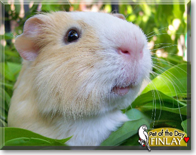 Finlay, the Pet of the Day Finlay, the Pet of the Day
