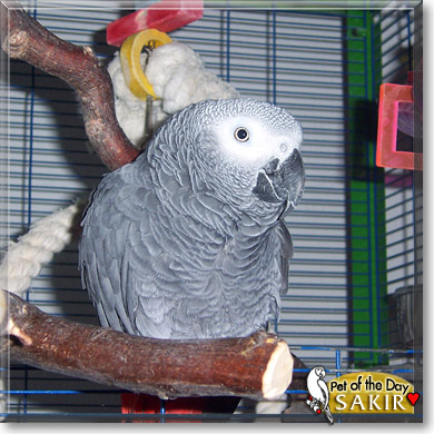 Sakir, the Pet of the Day Sakir, the Pet of the Day
