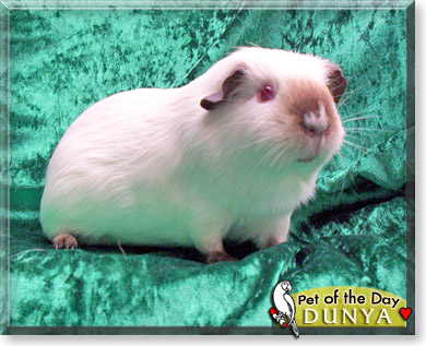 Dunya, the Pet of the Day Dunya, the Pet of the Day