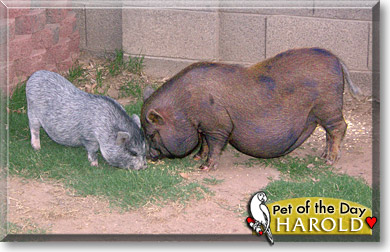 Harold, the Pet of the Day